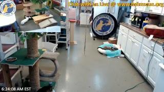 FOFRescueCenter Live Stream