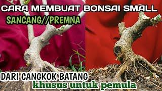 MEMBUAT BONSAI SANCANG / (PREMNA) SMALL ‼️DARI HASIL CANGKOK