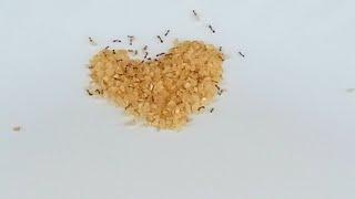 Ant vs food/ naturescycle timelapse