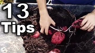 13 Game-Changing Tips for Growing Perfect Potatoes in Containers!