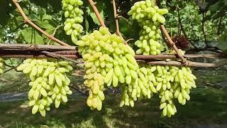 Очень перспективный сорт винограда кишмиш "Ламборджини" Тел,WhatsApp и Viber : 8-918-43-794-43