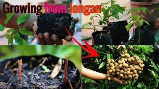 Let's See How To Germinate Longan From Fresh Seeds and Its Result