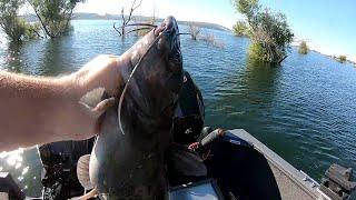 Catfish Finally In The Trees At Folsom Lake!