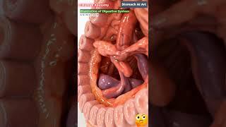 Animation of Digestive System | Stomach AI Art | 41