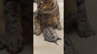 猫が好きすぎるクサガメ軍曹【Sergeant Turtle loves cats too much】