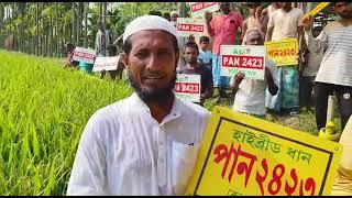 Pan 2423 Hybrid Paddy.