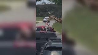Giraffe picks up toddler at Texas drive-thru safari