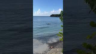 Caught a #yellowjack. #jjfishingadventures #fishing #spearfishing #youngfisher #virginislands