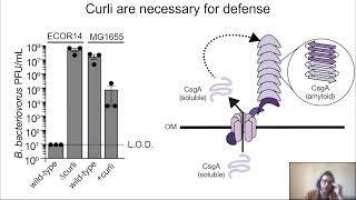 Functional amyloid confer defense against predatory bacteria