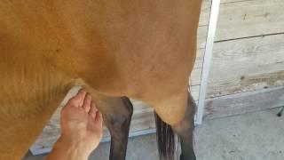 OTTB horse rehabilitation stretching and massage. Problems standing for farrier