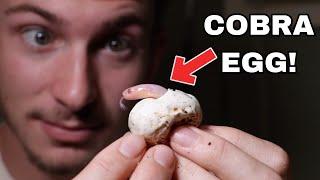 HATCHING COBRA EGGS!!!