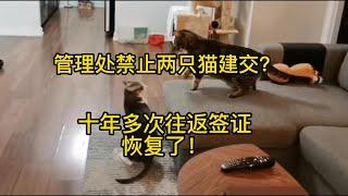 管理处禁止两只猫建交