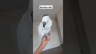 sisu baby umbrella cockatoo #birds #cockatoos #cockatoobird #cockatoo #sisu #iraq #usa #funny #عرب