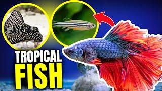 Here Are The 10 BEST Beginner Tropical Fish...