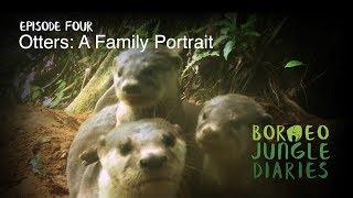 Borneo Jungle Diaries: Episode Four - Otters: A Family Portrait [UHD/4K] SZtv