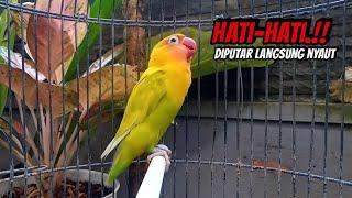 AWASS !! SEKALI PUTAR LANGSUNG NYAUT, Suara Lovebird NGEKEK PANJANG Cepat Bikin BUNYI