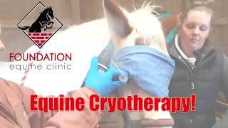 Equine Cryotherapy- removing a mass on a horse's face by freezing it!