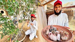 Finch Aviary Main Bht Sary Baby Ayengy  | Kabootar K Bachy Cute Hain ️