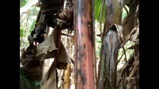 Pseudostem weevil affected Banana plant