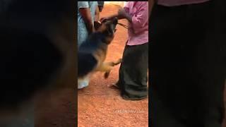 അമ്മയെ തൊടരുത്...️|ലിയോ |LeoLaika #adorabledog #germanshepherd #chottu #doglover