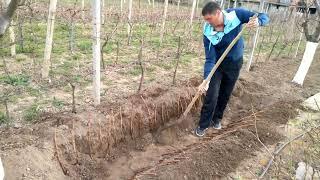 Grow Grape Vines from Cuttings: Hardwood Propagation.