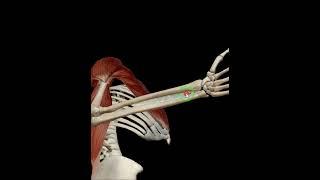 Shoulder medial rotation