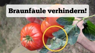 Tomaten: wie man Braun- und Krautfäule verhindert!