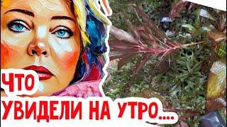 Milton. Разгребали и разгребали… #натальяфальконе #сша #usa