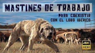 Mastines de Trabajo para coexistir con el lobo ibérico [MEDIDAS PREVENTIVAS]