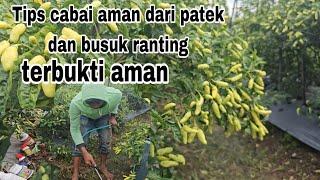 Cara atasi cacar buah cabe (patek) dan layu