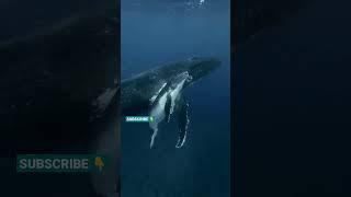 Mom and baby whale #fish #animals #explore #amazing #sea #ocean #whale #vlog #shorts