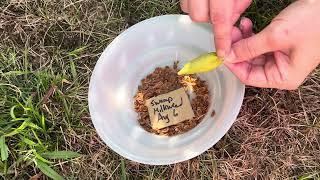 How to harvest Swamp Milkweed (Asclepias incarnata)