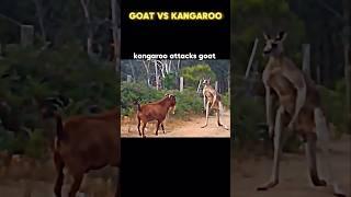 Goat vs Kangaroo #trending #animals #wildlife #shorts #goat #vs #kangaroo #short #youtubeshorts