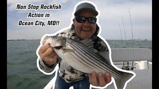 Non Stop Striped Bass (aka Rockfish) Action in Ocean City, Maryland