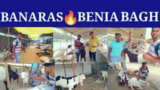 Banaras Qurbani janwar ₹8000 se start 22 June 2023