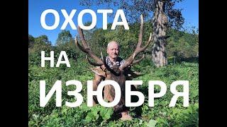 Охота на изюбря. R93 300WM, IWT Deer hunting (izyubr)