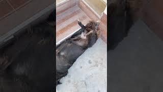 Пёсики Северного Кипра