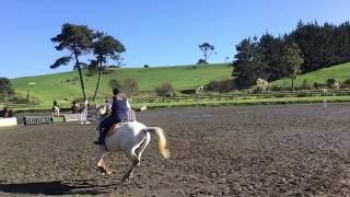 Storme Waitemata Showjumping 80cm 2017