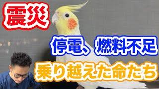 【質問コーナー】 鳥さんを寒さに馴れさせるのは震災時に役立ちますか？セキセイインコさんの産卵を止める方法は何がありますか？飼い主の体調不良が続いたときはホテルに預けるべきでしょうか？