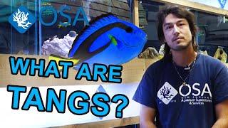 What Are Tangs? | What is a Fish with Taras