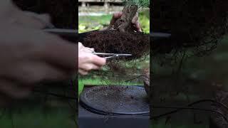 A three year progression - Juniper Bonsai tree #art #bonsai