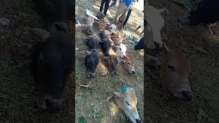 Kepala sapi hewan qurban #shorts #shortvideo #idhuladha  #sapiqurban2023  #sapi