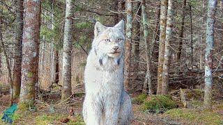 Stunning footage of a lynx in northern Minnesota