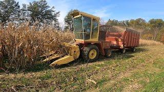 Some Regular Corn Chopping Action of the New to Us New Holland 1895