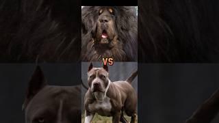 English mastiff vs chinese mastiff,great dane, pitbull wolfhound ,etc who's bigger height and weight