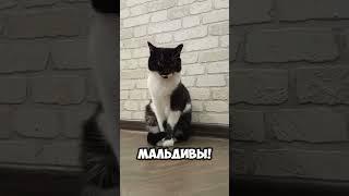хочется..#мурка#котик#юмор#шортс#2025 .