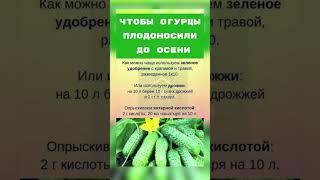 Удобрение для огурцов #огурцы #удобрения #рекомендации
