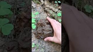 Старый Гриб Строчок гигантский #шортс #nature  #Строчокгигантский #mushroom #грибы #mycology #,funny