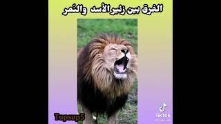 الفرق بين زئير الأسد و النمر