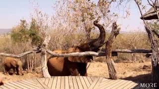 Elephants in lodge - Madikwe Safari Lodge [HD]